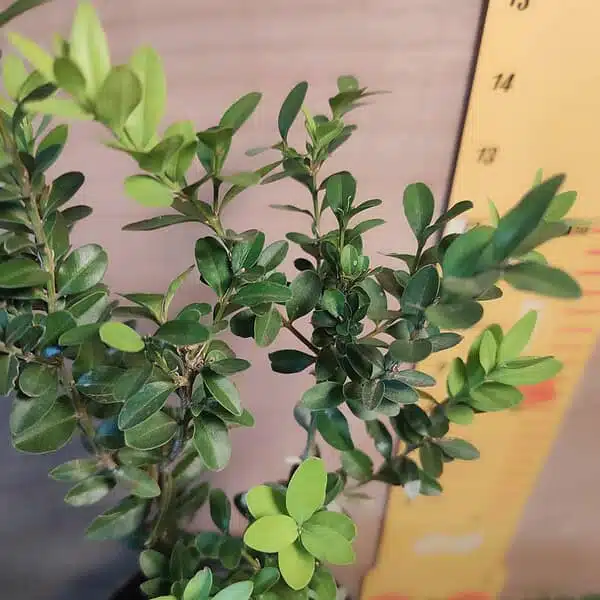 Buxus Microphylla var Jap. 'Winter Gem' Boxwood - Image 5