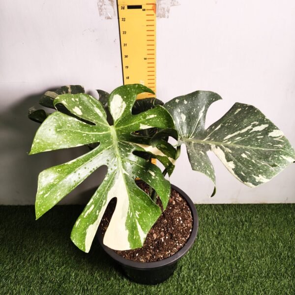 Monstera Thai Constellation - Image 4