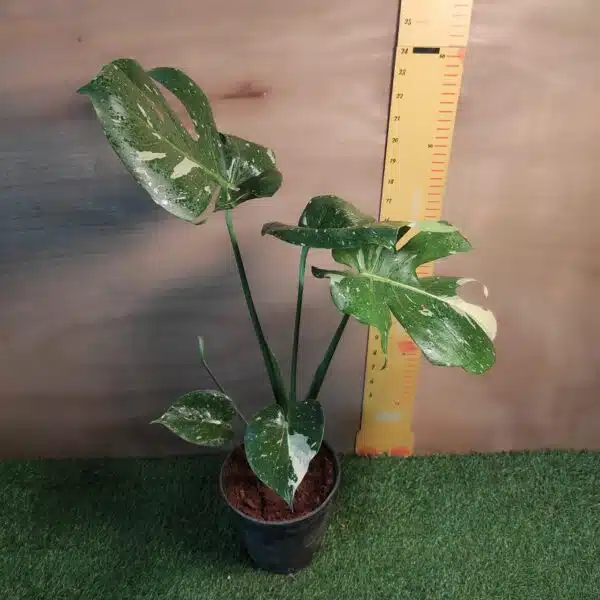Monstera Thai Constellation - Image 2