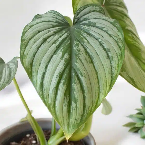 Philodendron Mamei 'Silver Cloud' Plant - Image 8