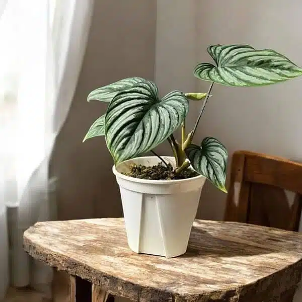 Philodendron Mamei 'Silver Cloud' Plant - Image 9