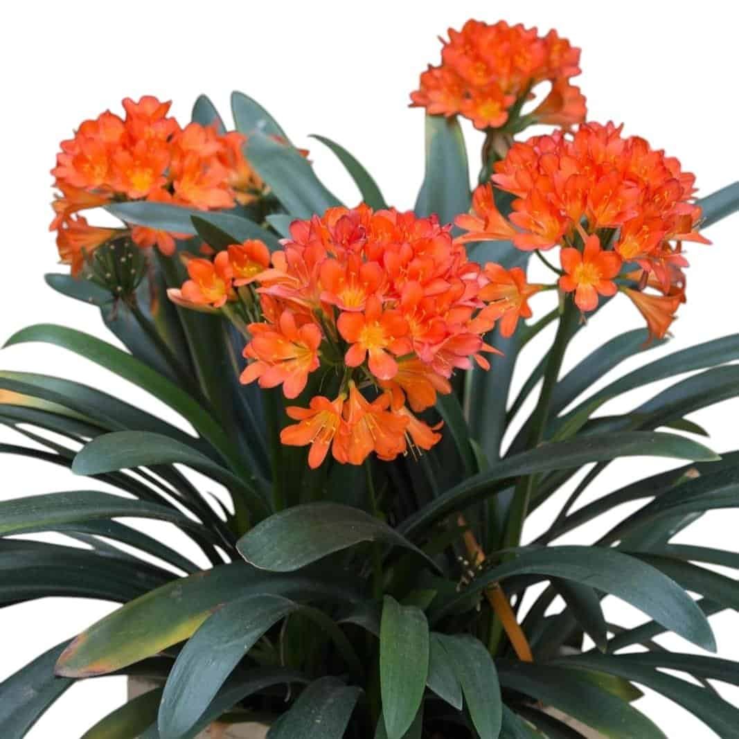 Buy Flowering Plants Online in India | Plantshub