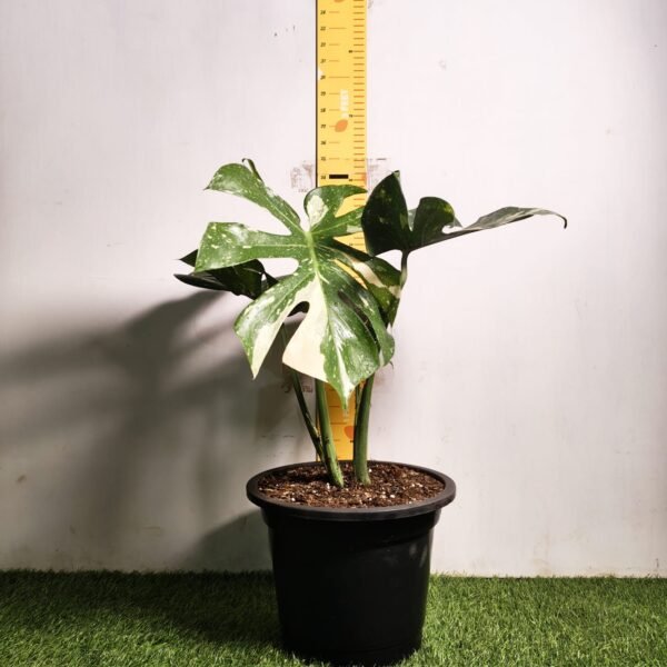 Monstera Thai Constellation - Image 2