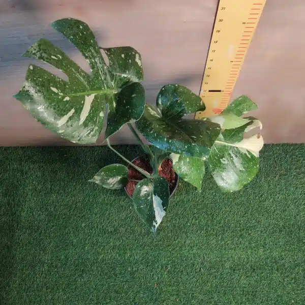 Monstera Thai Constellation - Image 5