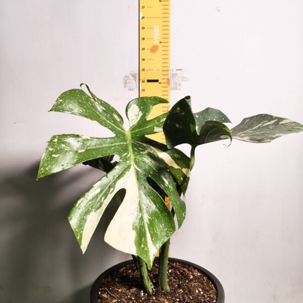 Monstera Thai Constellation - Image 3