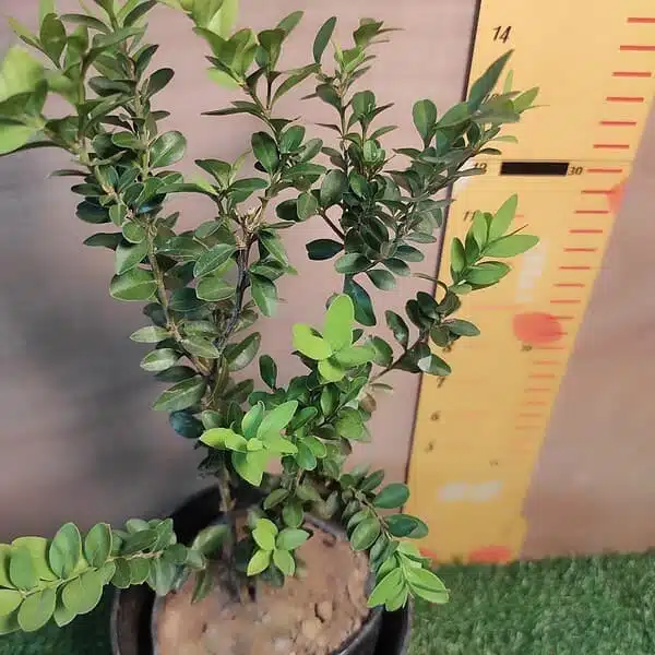 Buxus Microphylla var Jap. 'Winter Gem' Boxwood - Image 4