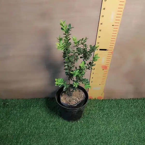 Buxus Microphylla var Jap. 'Winter Gem' Boxwood - Image 7