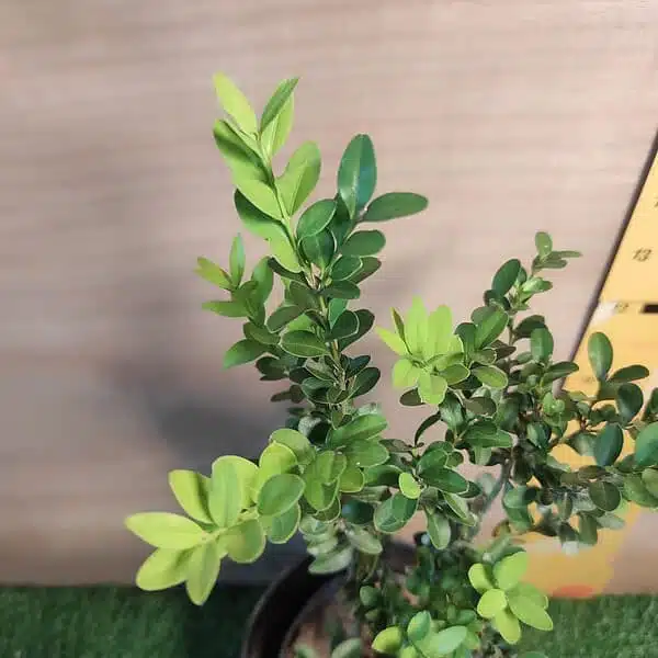 Buxus Microphylla var Jap. 'Winter Gem' Boxwood - Image 6