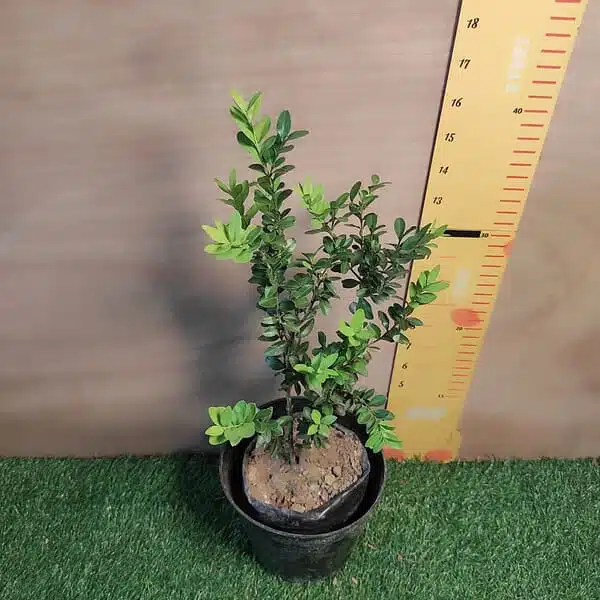 Buxus Microphylla var Jap. 'Winter Gem' Boxwood - Image 3