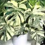 Monstera Thai Constellation