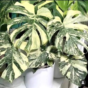 Monstera Thai Constellation