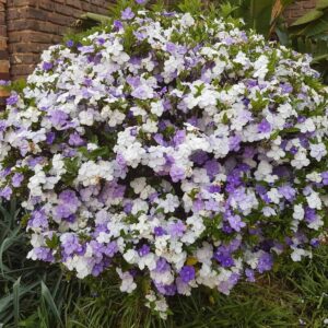 “Yesterday, Today, Tomorrow” plant (Brunfelsia australis)