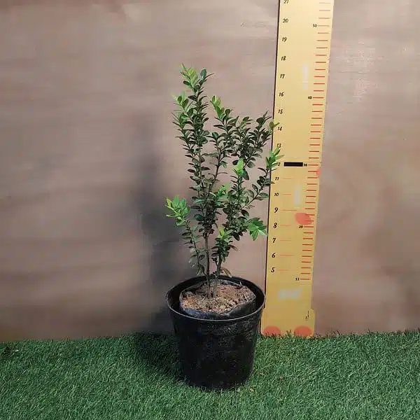 Buxus Microphylla var Jap. 'Winter Gem' Boxwood - Image 2