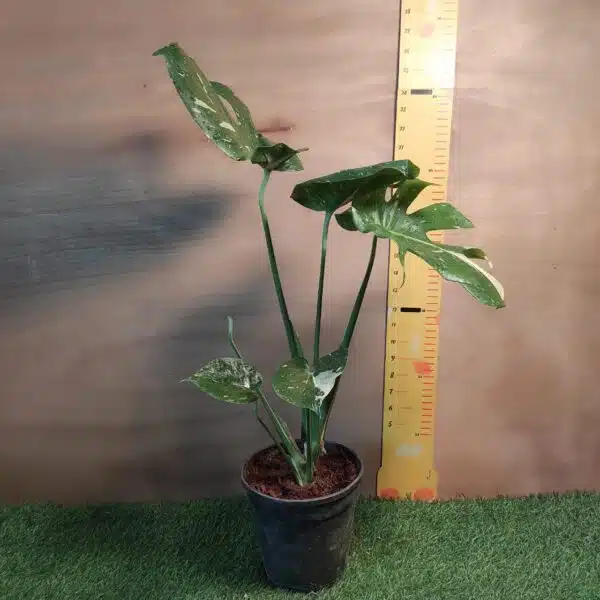 Monstera Thai Constellation - Image 6