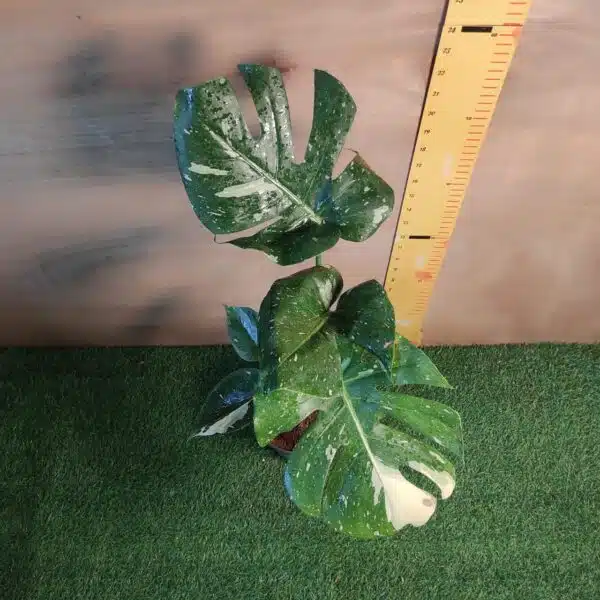Monstera Thai Constellation - Image 3