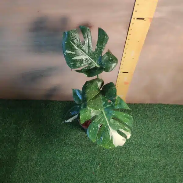 Monstera Thai Constellation - Image 4