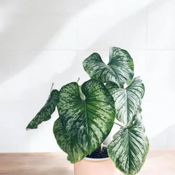 Philodendron Mamei 'Silver Cloud' Plant - Image 7