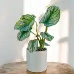 Philodendron Mamei 'Silver Cloud' Plant