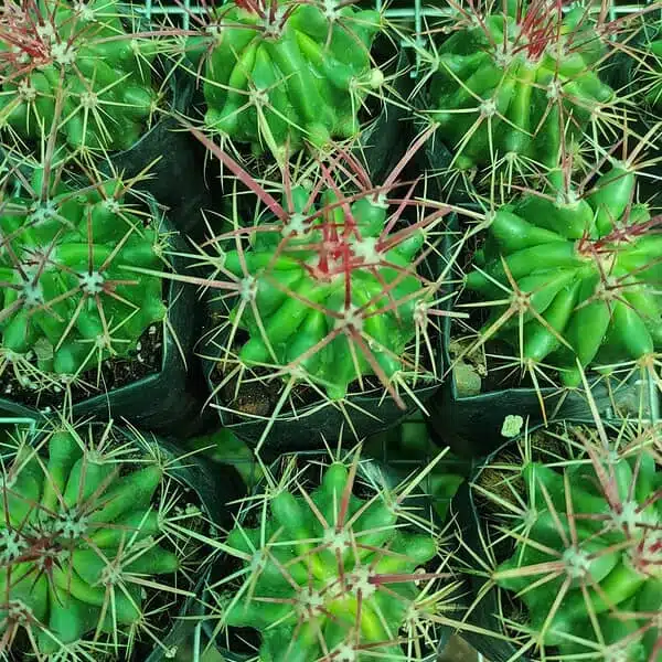 Ferocactus acanthodes var. lecontei (Ferocactus cylindraceus ssp. lecontei) - Image 2