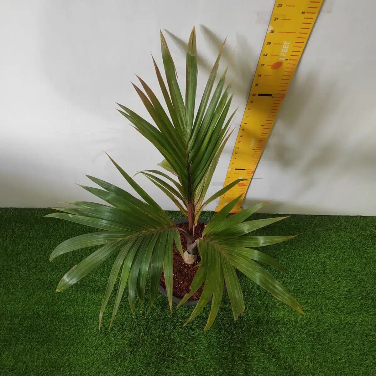 Champagne Palm (Hyophorbe Indica) - Image 4
