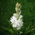 Rajnigandha Double Flowering bulbs (White)