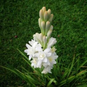 Rajnigandha Double Flowering bulbs (White)