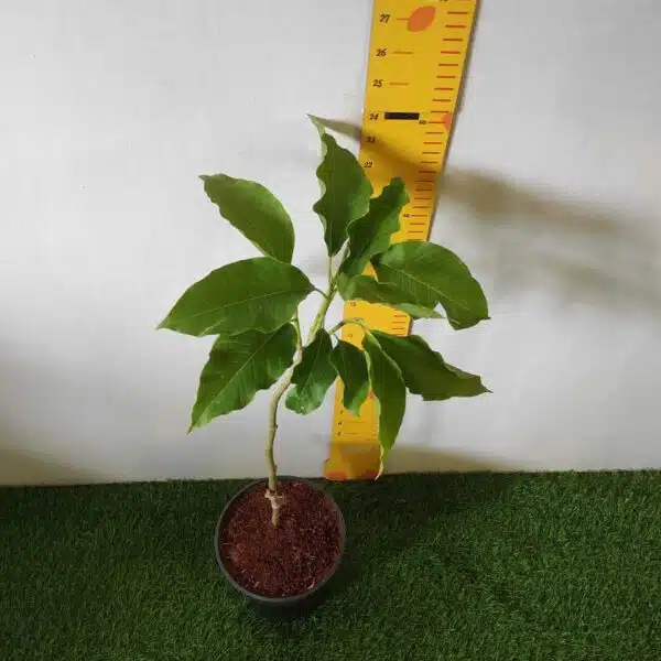 Yellow Champaka (Magnolia champaca) Grafted Live Plant - Image 2