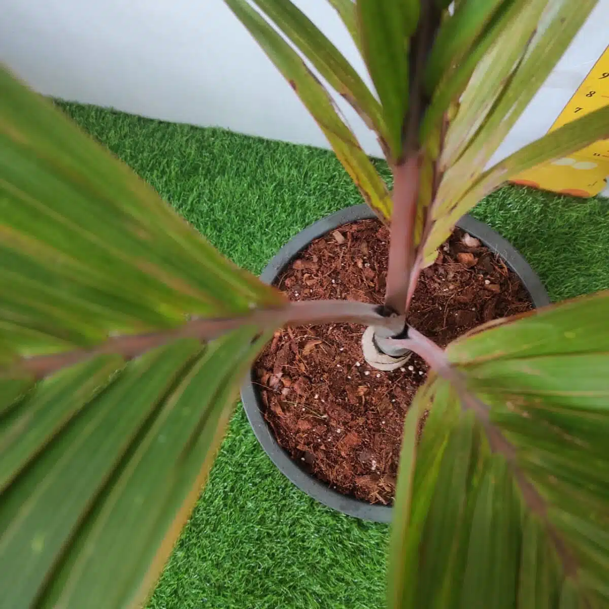 Champagne Palm (Hyophorbe Indica) - Image 7