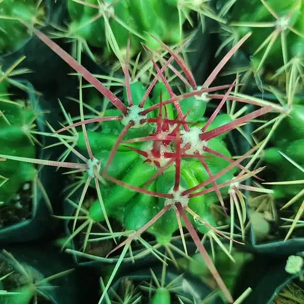 Ferocactus acanthodes var. lecontei (Ferocactus cylindraceus ssp. lecontei) - Image 4