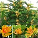 Yellow Champaka (Magnolia champaca) Live Plant