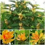 Yellow Champaka (Magnolia champaca) Grafted Live Plant