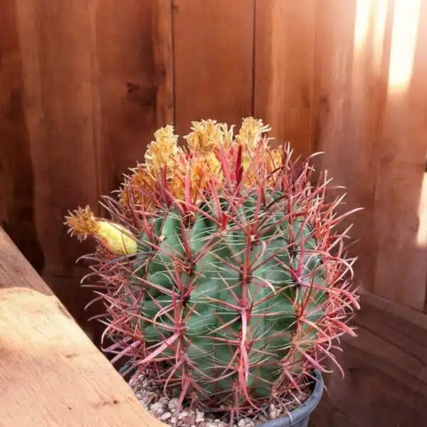 Ferocactus acanthodes var. lecontei (Ferocactus cylindraceus ssp. lecontei) - Image 6