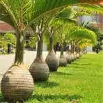 Champagne Palm (Hyophorbe Indica)