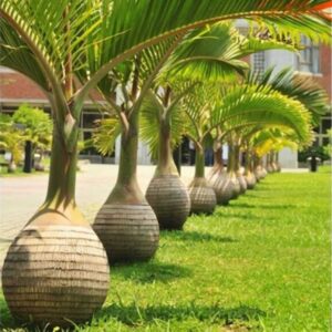 Champagne Palm (Hyophorbe Indica)
