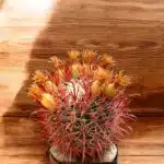 Ferocactus acanthodes var. lecontei (Ferocactus cylindraceus ssp. lecontei)