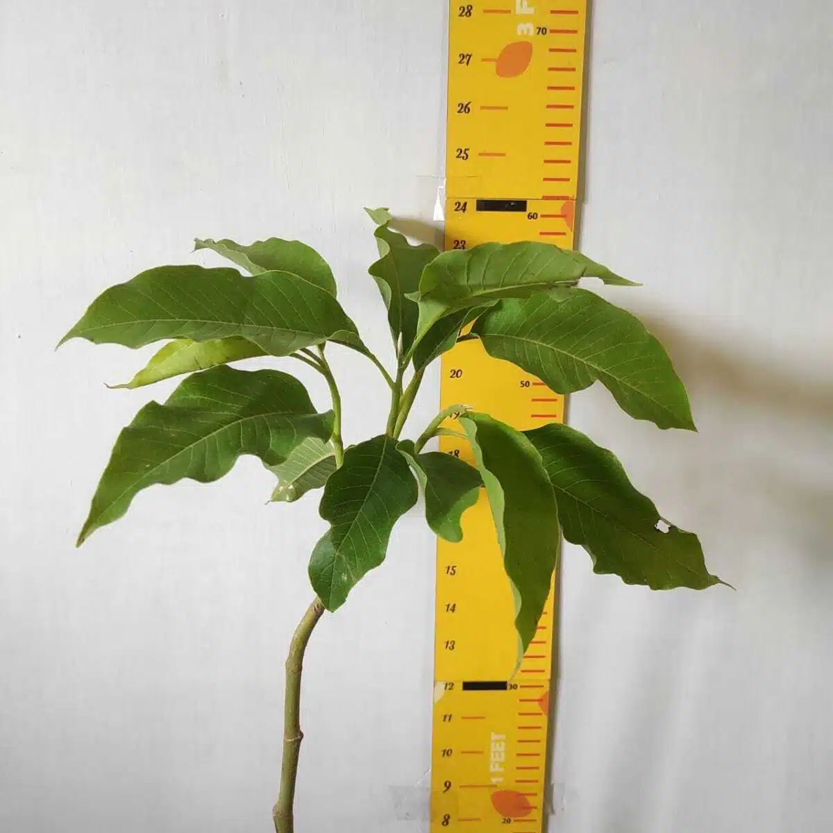 Yellow Champaka (Magnolia champaca) Grafted Live Plant - Image 6