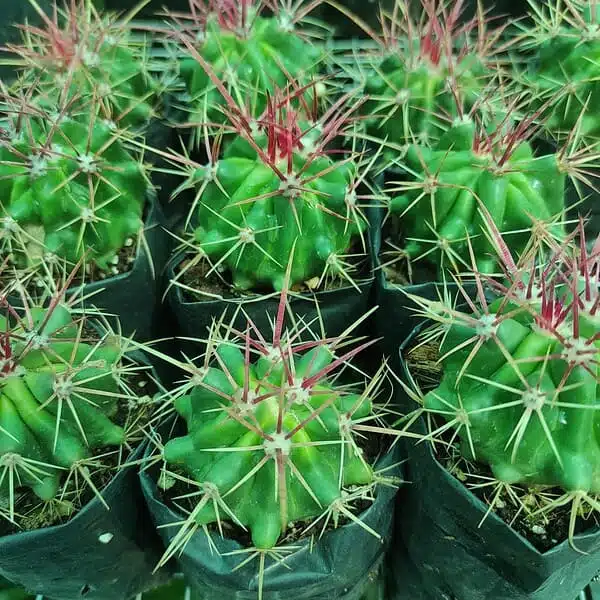 Ferocactus acanthodes var. lecontei (Ferocactus cylindraceus ssp. lecontei) - Image 3