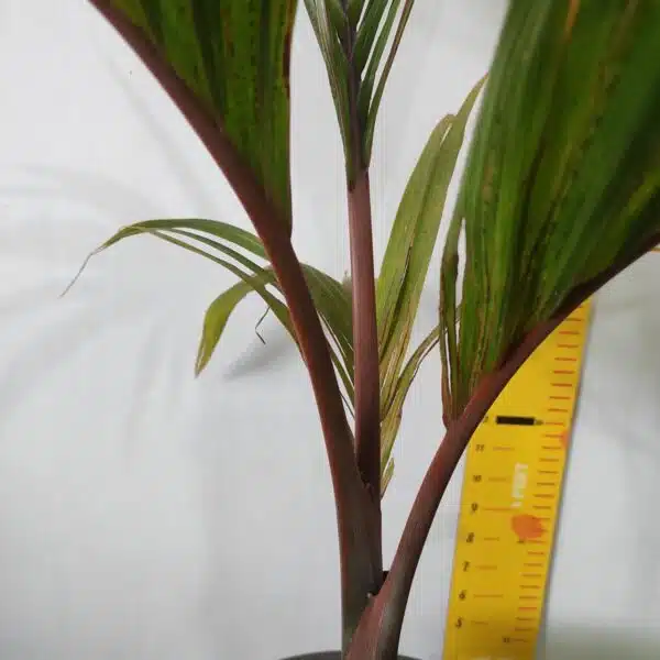 Champagne Palm (Hyophorbe Indica) - Image 5