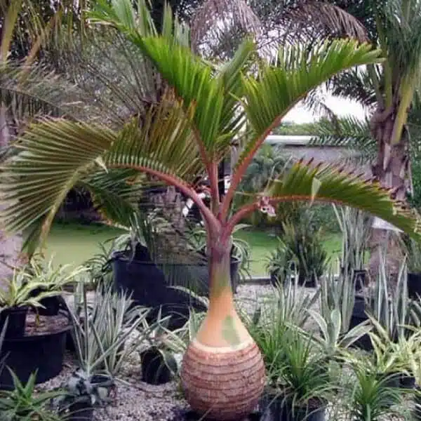 Champagne Palm (Hyophorbe Indica) - Image 9