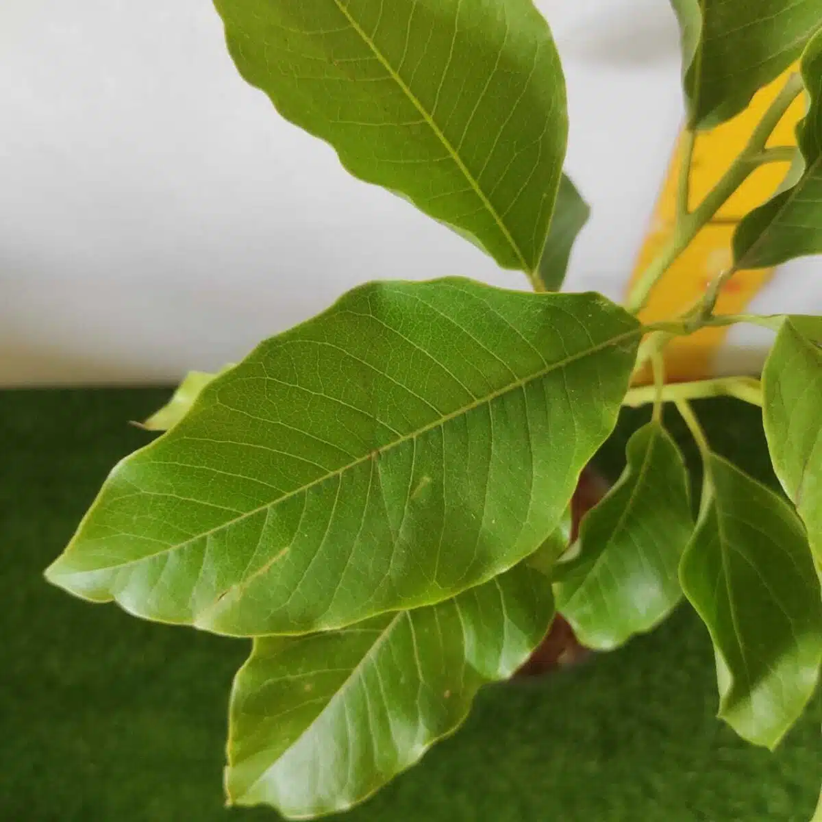 Yellow Champaka (Magnolia champaca) Grafted Live Plant - Image 4