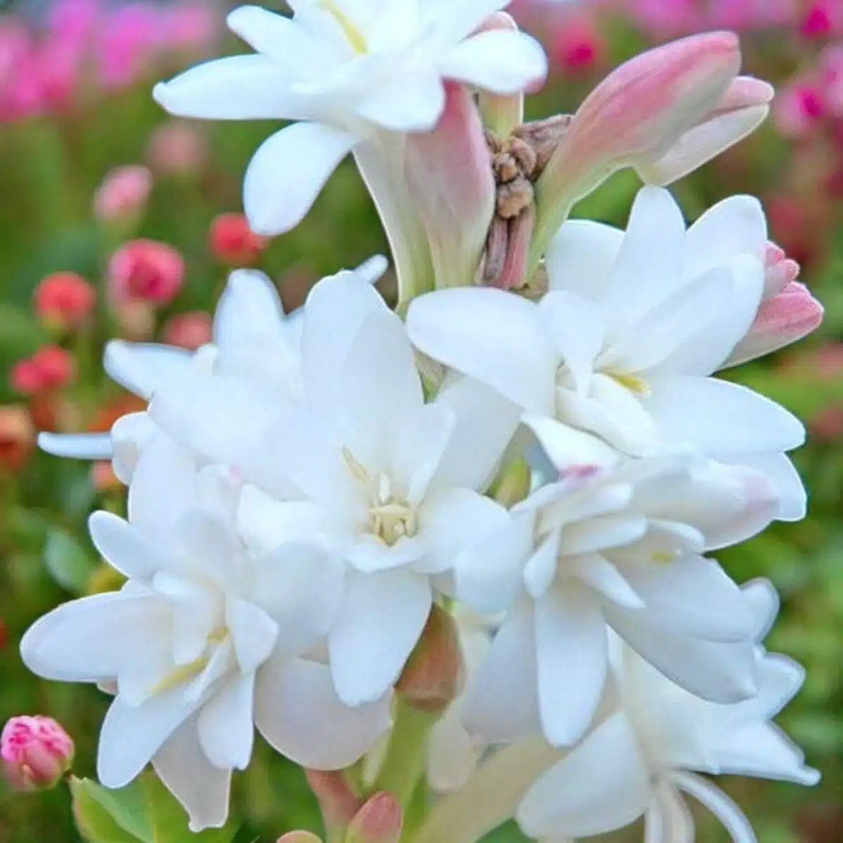 Rajnigandha Double Flowering bulbs (White) - Image 2