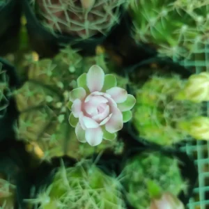 Gymnocalycium Damsii