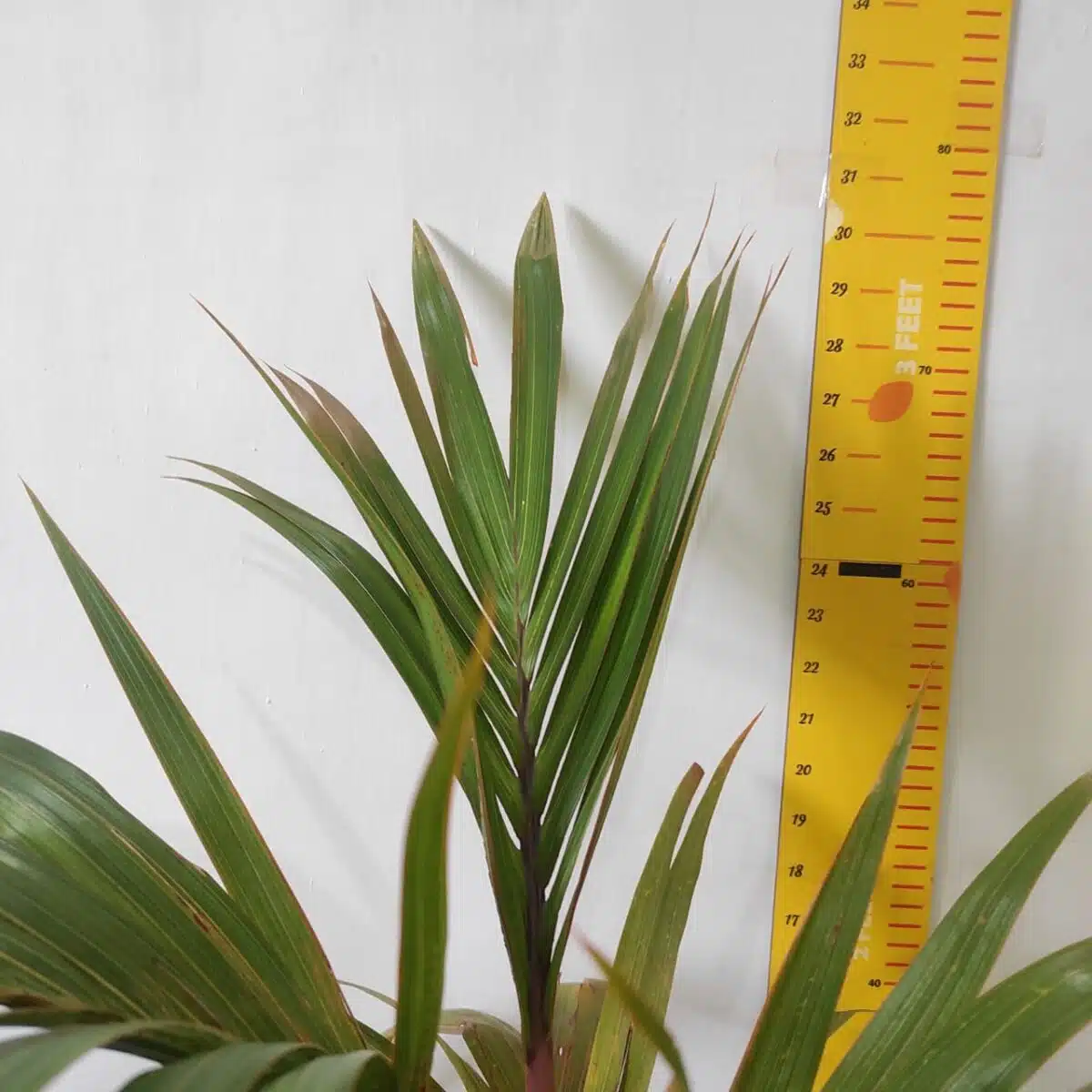 Champagne Palm (Hyophorbe Indica) - Image 6