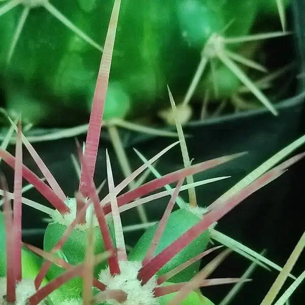 Ferocactus acanthodes var. lecontei (Ferocactus cylindraceus ssp. lecontei) - Image 5