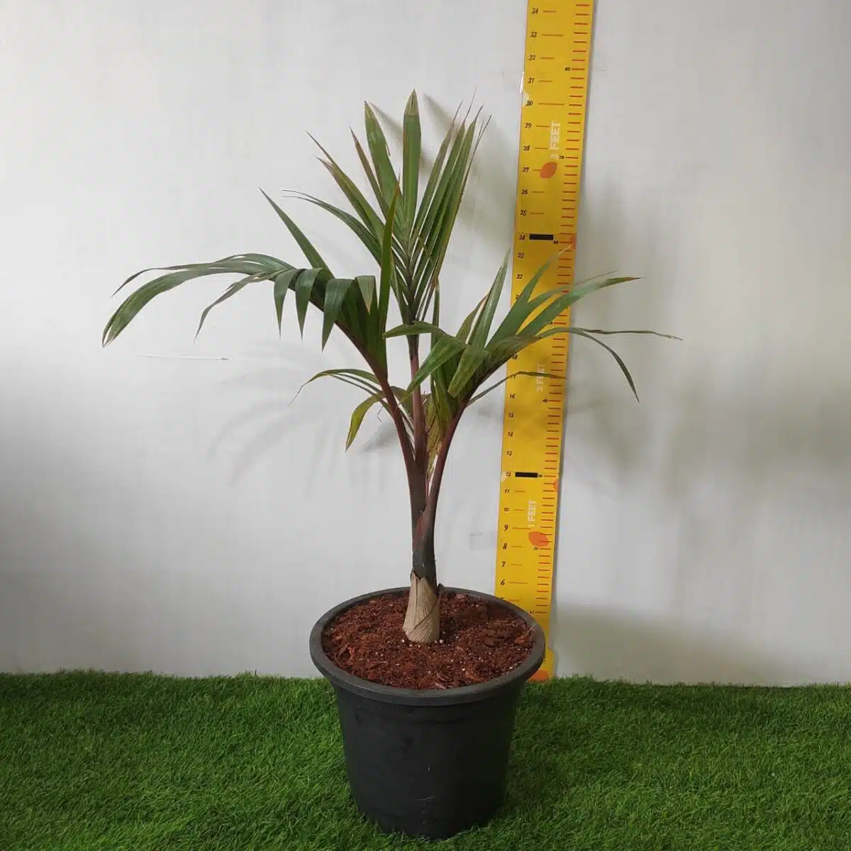 Champagne Palm (Hyophorbe Indica) - Image 2