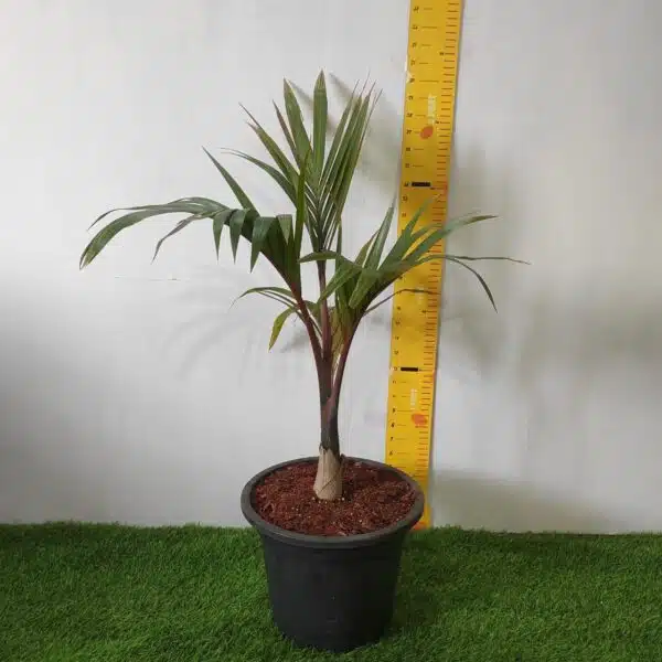 Champagne Palm (Hyophorbe Indica) - Image 2