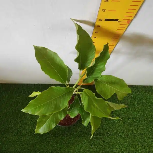 Yellow Champaka (Magnolia champaca) Grafted Live Plant - Image 3