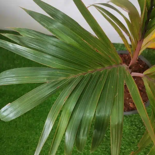 Champagne Palm (Hyophorbe Indica) - Image 8