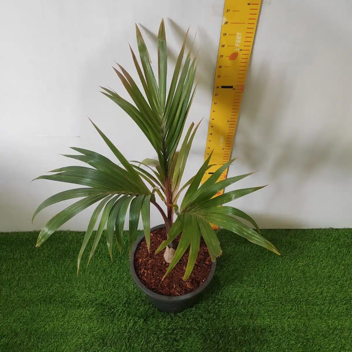 Champagne Palm (Hyophorbe Indica) - Image 3