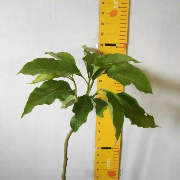 Yellow Champaka (Magnolia champaca) Grafted Live Plant - Image 5